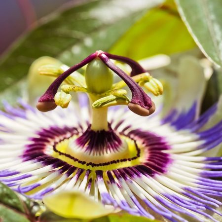 Passiflora: capsule, compresse o gocce? Pianta, proprietà, benefici, effetti collaterali e come scegliere