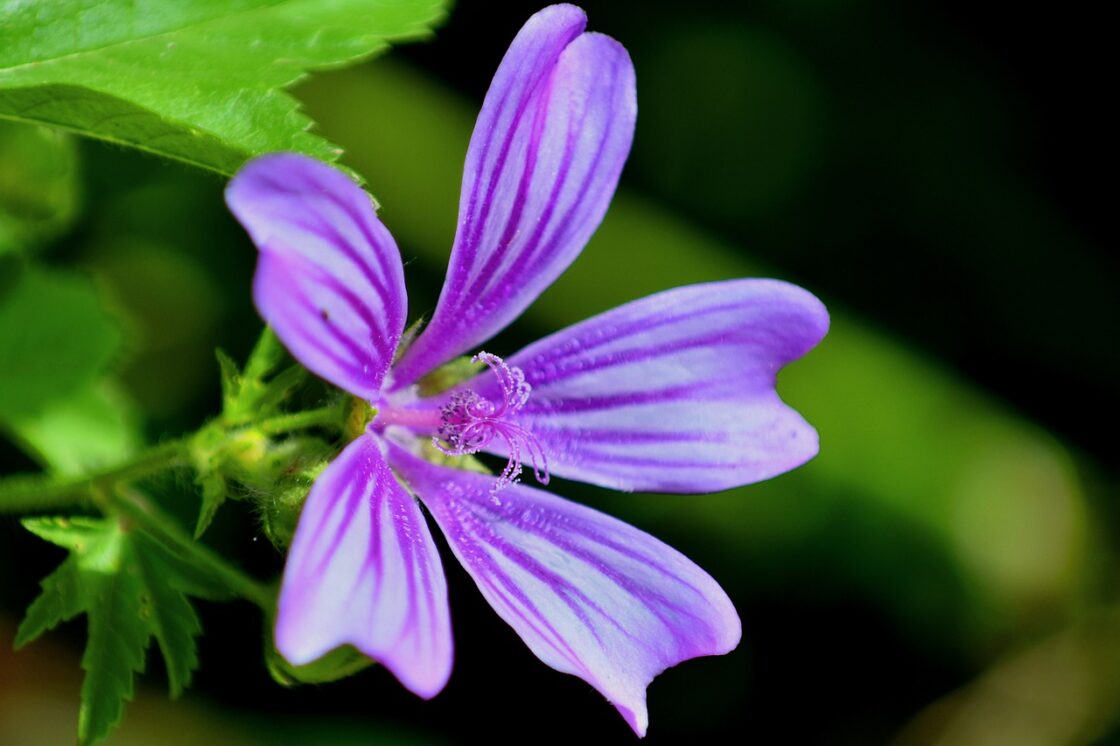 Malva: pianta, proprietà, benefici, controindicazioni e come scegliere l’integratore