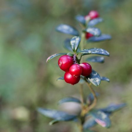 Cranberry o mirtillo rosso integratore: proprietà, benefici, controindicazioni e come sceglierlo