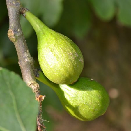 Ficus carica: compresse, capsule o gocce? Proprietà, a cosa serve e controindicazioni